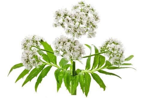 Cardiol contient Valeriana officinalis